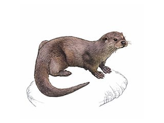 Illustration Europäischer Fischotter
