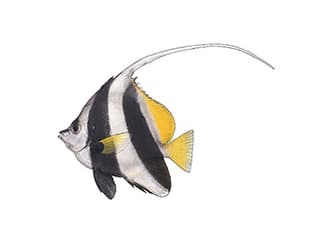 Illustration Gemeiner Wimpelfisch