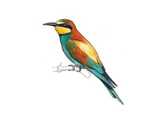 Illustration Europäischer Bienenfresser
