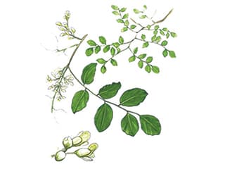 Illustration Palisander- oder Rosenholzbaum