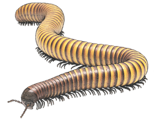 Illustration Giant millipede
