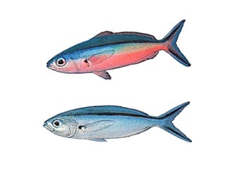 Illustration Blauer Streifenfüsilier