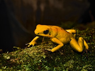 Goldener Pfeilgiftfrosch