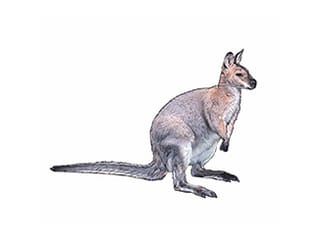 Illustration Bennett-Wallaby