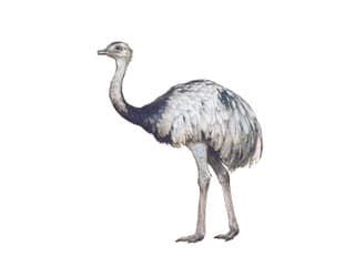 Nandu