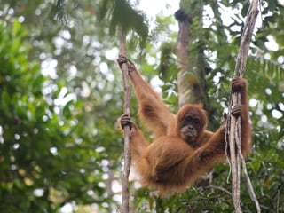 Orang-Utan in der Auswilderungsstation Jantho
