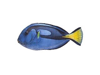 Paletten-Doktorfisch