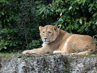 Asiatischer Löwe in Panthera im Zoo Zürich, März 2025.