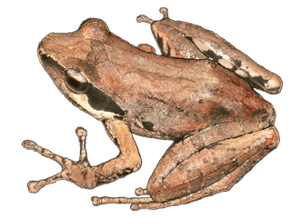 Blomersia transmarina