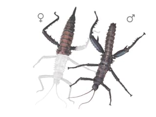 Illustration Dornschrecke
