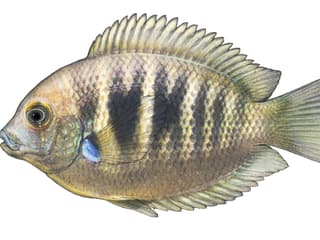 Illustration du cichlidé de Canara