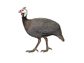 Illustration Helmperlhuhn