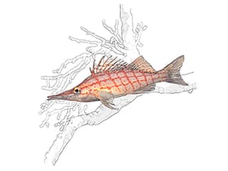 Illustration Langschnäuziger Korallenwächter