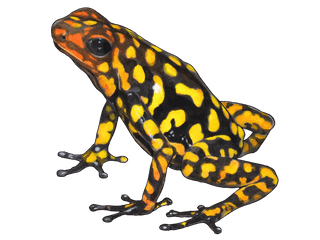 Illustration Anchicayá tree climber