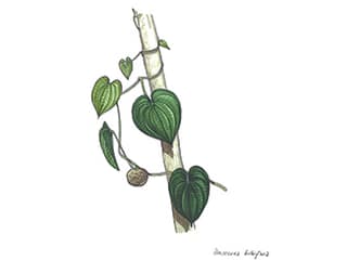 Illustration Kartoffel-Yam