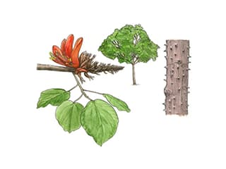 Korallenbaum