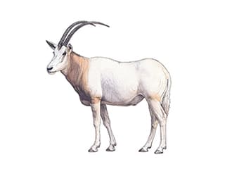 Säbelantilope