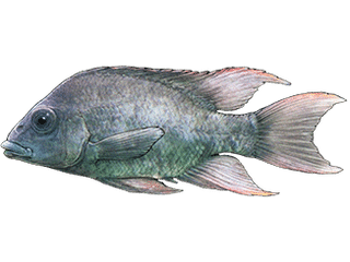 Illustration Mangarahara cichlid