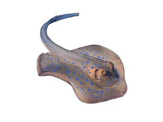 Illustration Blaupunktrochen