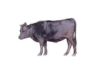 Dahomey cattle