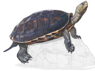Illustration Chinesische Streifenschildkröte