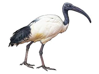 Illustration eines Hellaugenibis
