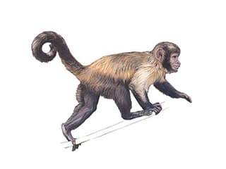 Illustration Gelbbrustkapuziner