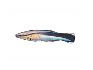 Illustration Blaustreifen-Putzerlippfisch