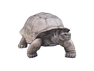 Illustration Galapagos-Riesenschildkröte