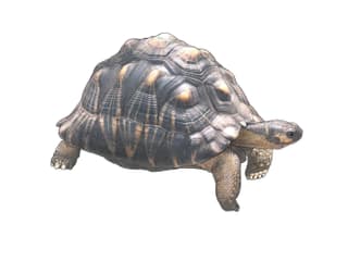 Strahlenschildkröte