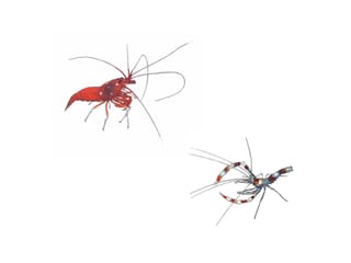Crab various