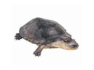 Illustration Dunkle Pelomedusen-Sumpfschildkröte