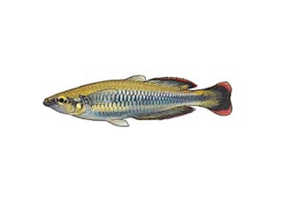 Illustration Rotschwanz-Ährenfisch