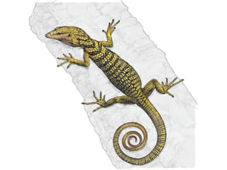 Reisingers Baumwaran