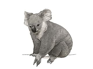 Illustration Koala