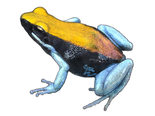 Illustration de la mantelle à pattes bleues