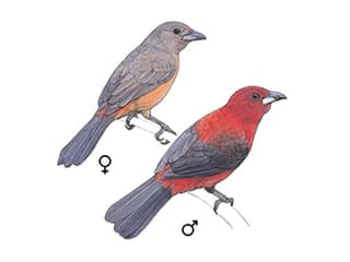 Illustration Purpurtangare