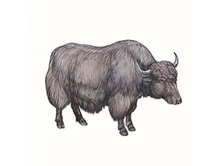 Illustration Hausyak
