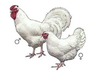 Illustration Schweizerhuhn