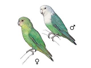 Illustration Grauköpfchen