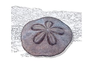 Illustration Sanddollar
