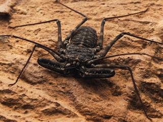 Geisselspinne im Zoo Zürich