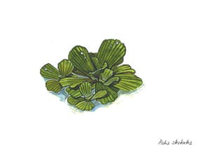 Illustration Wassersalat