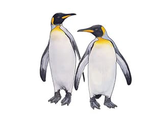 Illustration Königspinguin