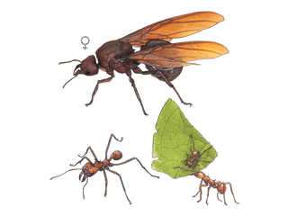 Illustration Fourmis coupe-feuille