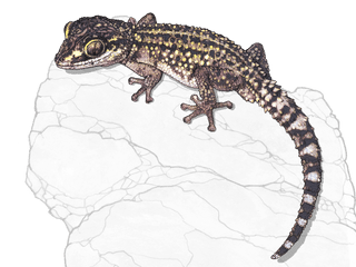 Illustration Madagaskar-Schönkopfgecko