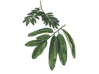 Illustration Ebenholzbaum