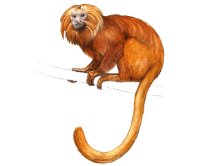 Illustration Goldgelbes Löwenäffchen