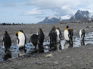 Königspinguine in der Antarktis