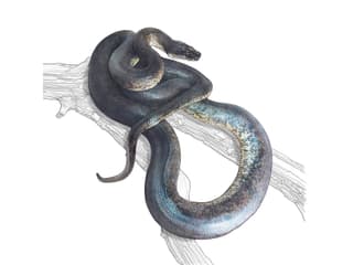 Savu-Python